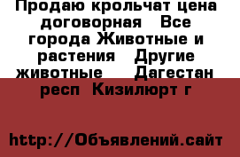 Продаю крольчат цена договорная - Все города Животные и растения » Другие животные   . Дагестан респ.,Кизилюрт г.